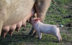 free range pig farm