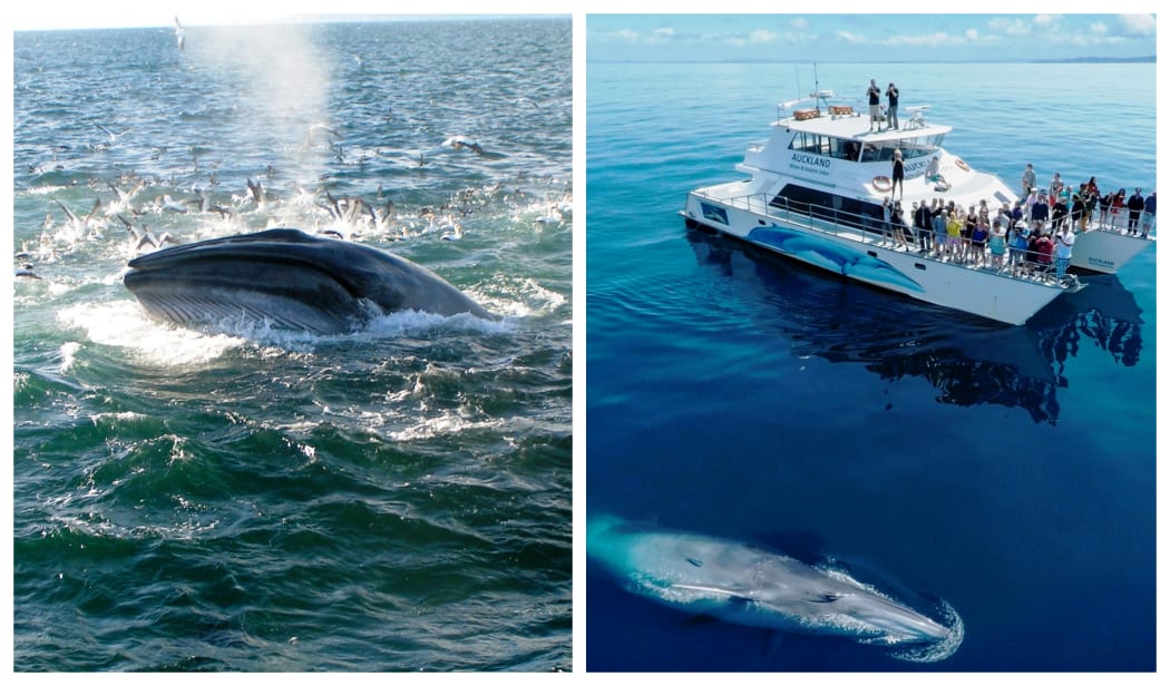 Bryde's Whale
