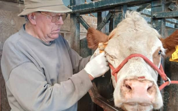 Country Life: Simmental cattle breeder Tony Thompson's life of legacy | RNZ