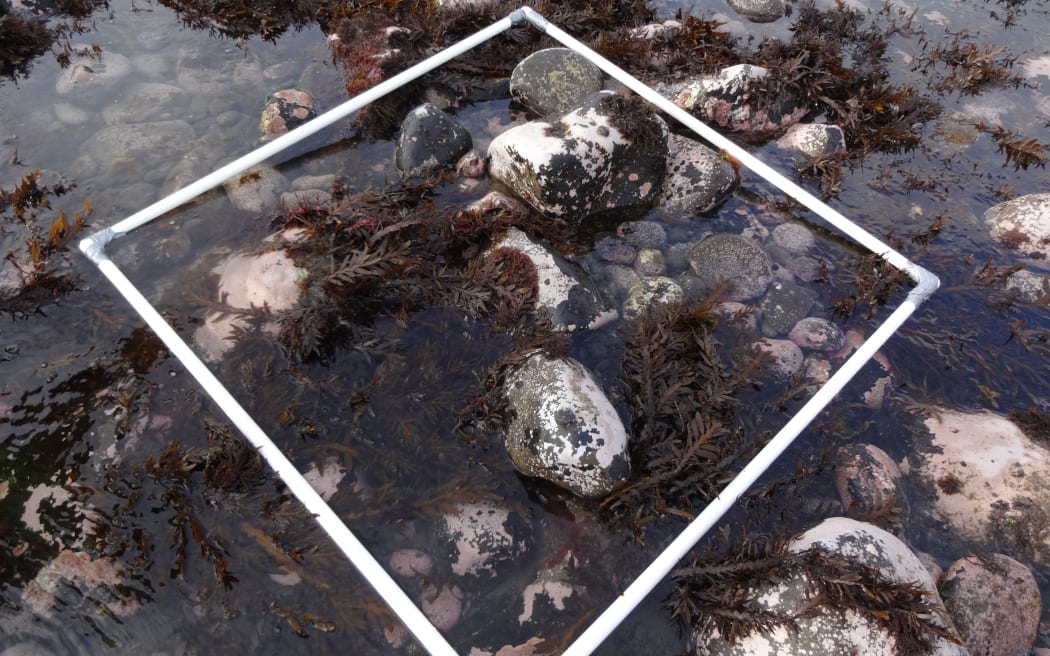 Assessing the health of reef life off the Taranaki coast.