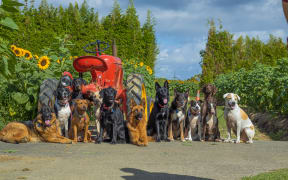 Auckland pack walking - The Dog Squad.