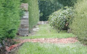 Apples lie ruined in an orchard in Twyford in Hawke's Bay after Cyclone Gabrielle
