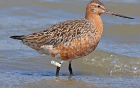 Godwit AJD two weeks before departing from Whanganui River estuary for Alaska in March 2022, his 14th return journey since being flagged in 2008