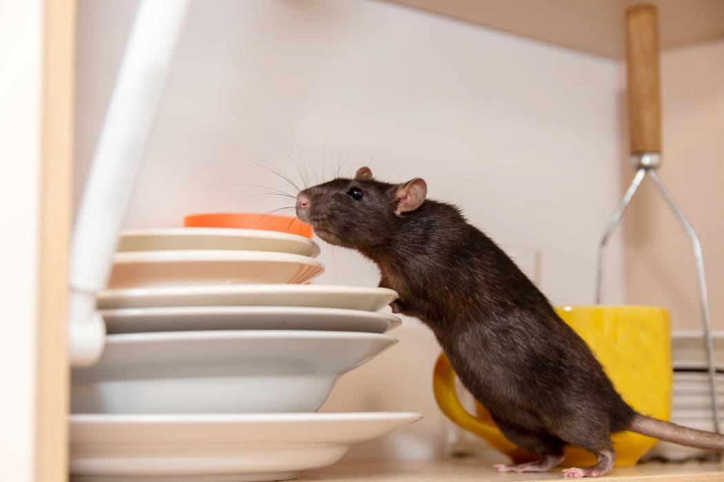 RATS C/N FIELD COAT black S Winning the yearly winter rat