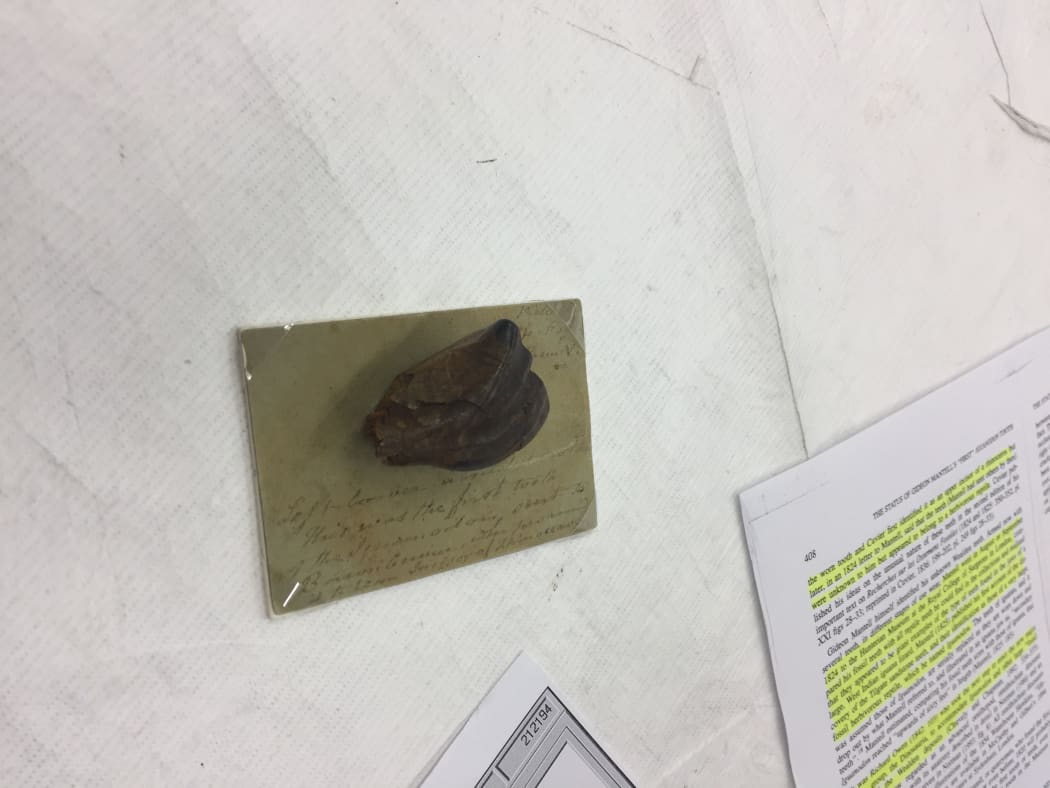 Fossil Iguanodon Tooth, circa 132-137 million years ago on desk at Te Papa