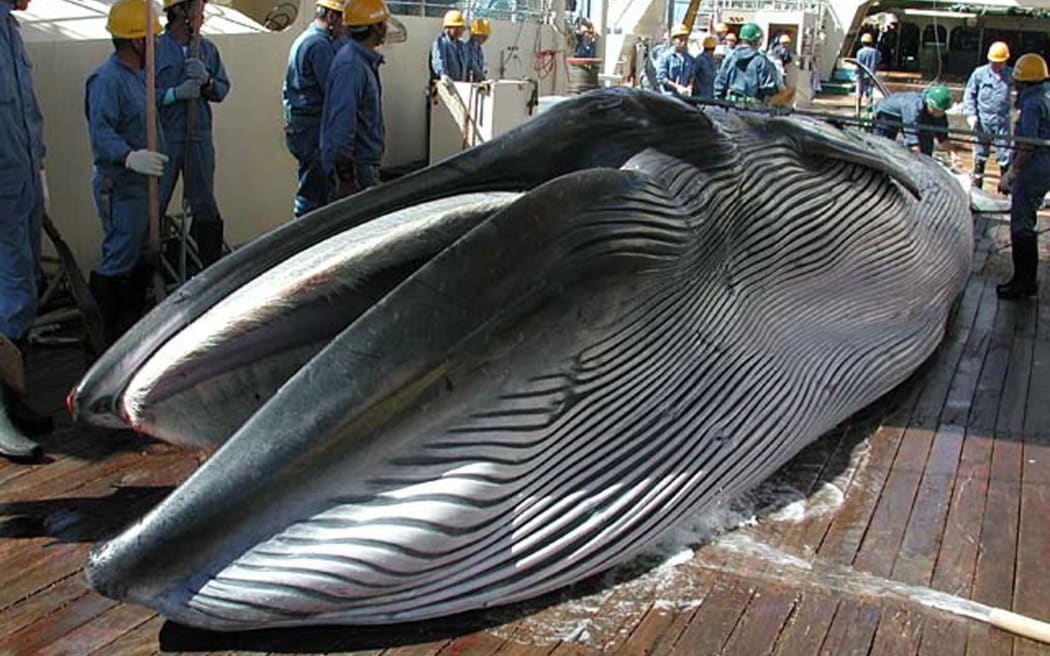 A Bryde's whale on the deck of a Japanese research ship.