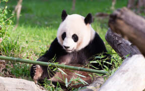 A file photo of Mei Xiang, pictured earlier this year.
