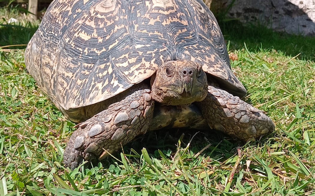 This 17-year-old tortoise was stolen from Ti Point Reptile Park in March.