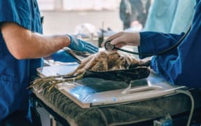 A sick bittern lies belly-up on a small operating table surrounded by veterinarians in blue scrubs and gloves. A stethoscope is being placed on its chest.