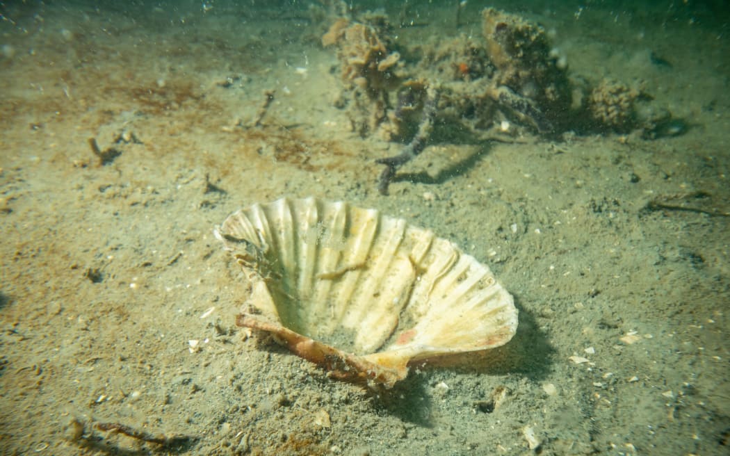 A seashell in Hauraki Gulf