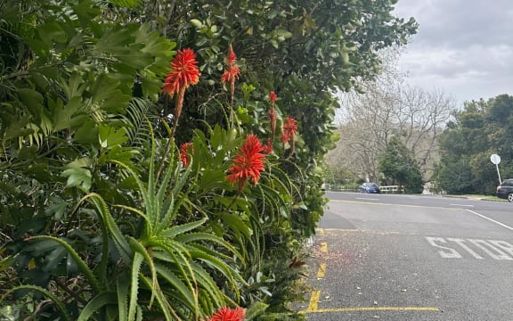 Auckland Council has now given most of the berms protected status under its restorative gardening initiative