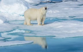 Polar bear (Ursus maritimus) on the pack  ice north of Spitsbergen Island, Svalbard, Norway