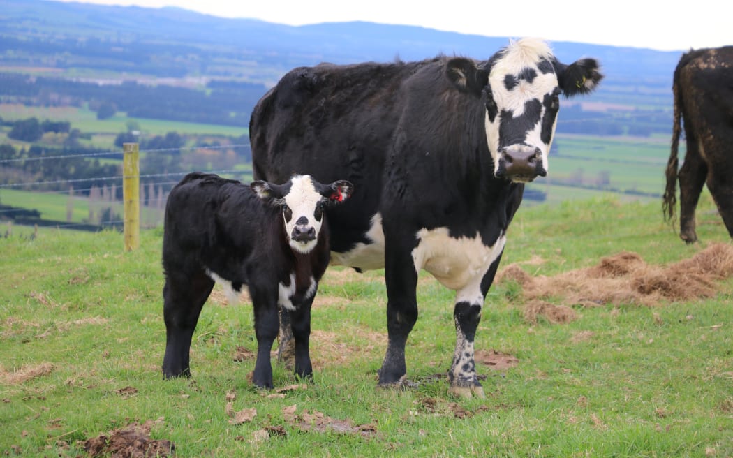 cow and calf