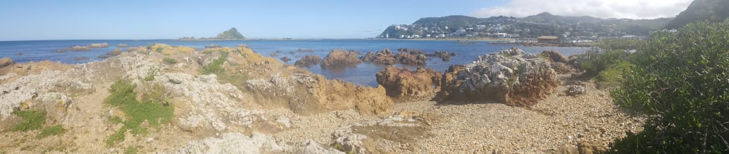 Taputeranga Island in Island Bay, on Wellington's south coast, lies within the Taputeranga Marine Reserve.