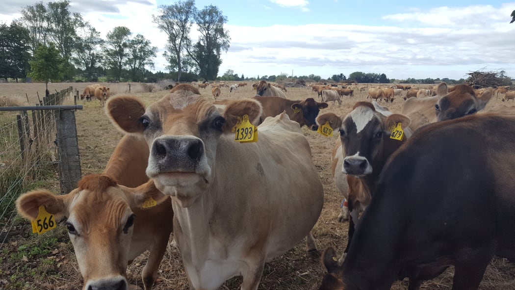 A dry Waikato for this jersey herd