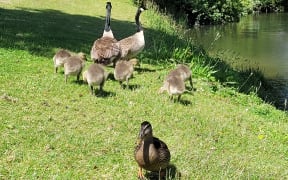 Canada geese at Waiwhetu Stream, Lower Hutt.