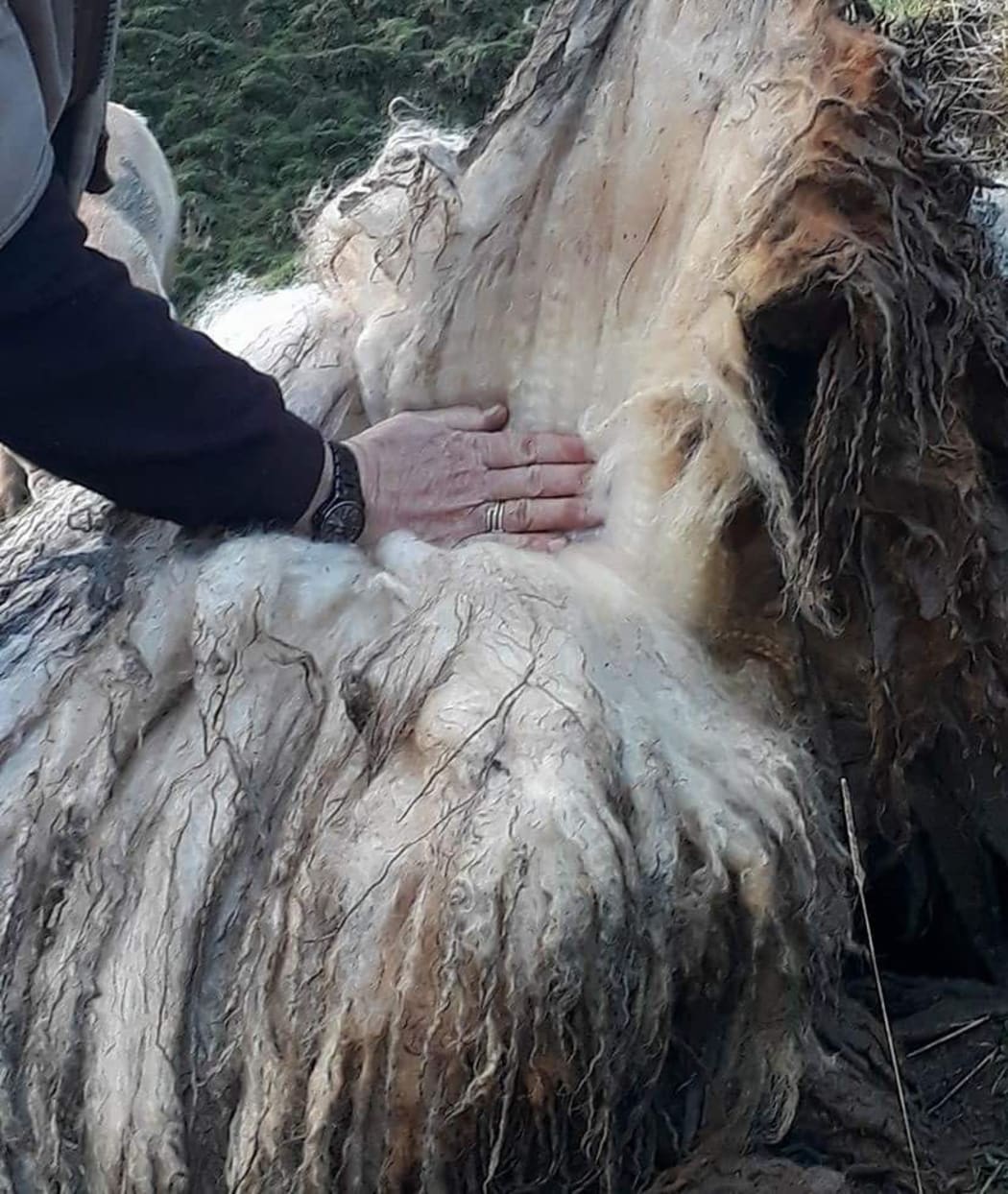 Suzy the sheep's fleece before the ewe was shorn.