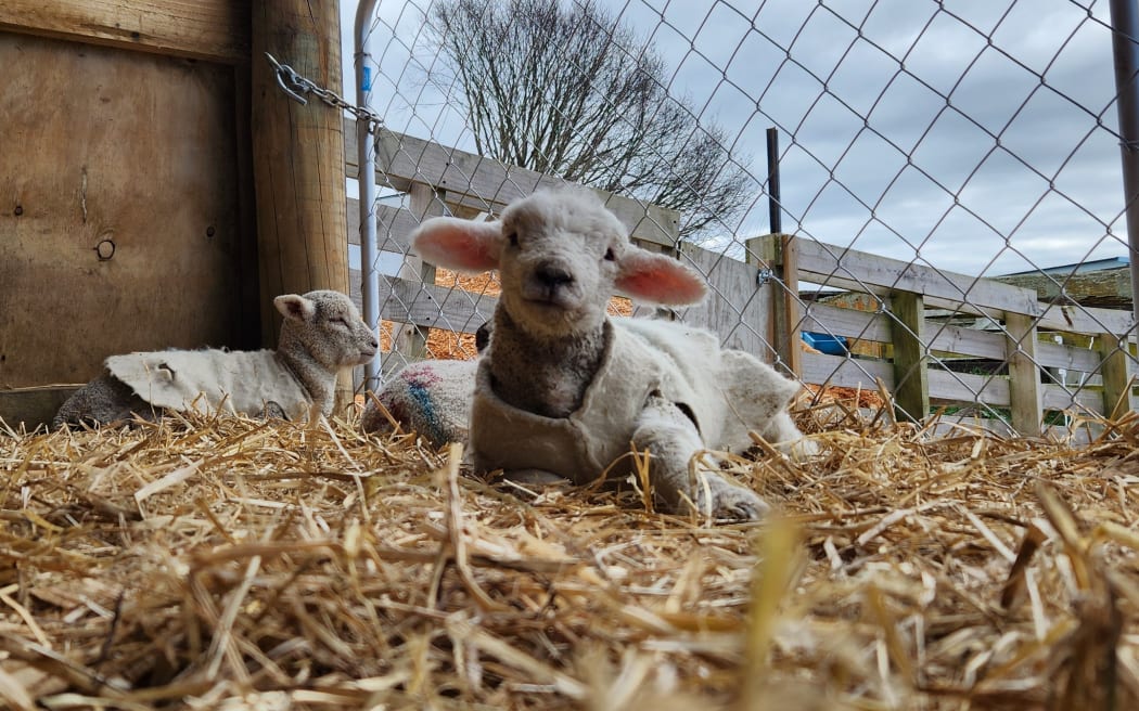 Cosy wool coats keep the newborns warm