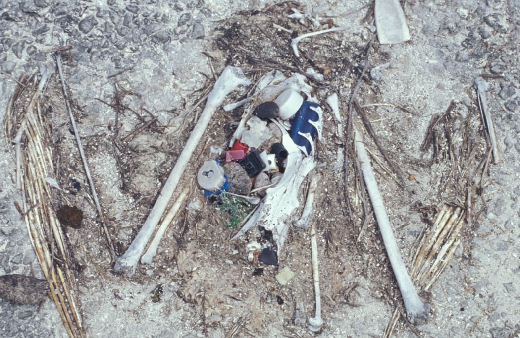 Many Laysan albatrosses die from ingesting large amounts of plastic; they breed on Midway Atoll in the Hawaiian Island chain, close to the floating garbage patches in the tropical Pacific.