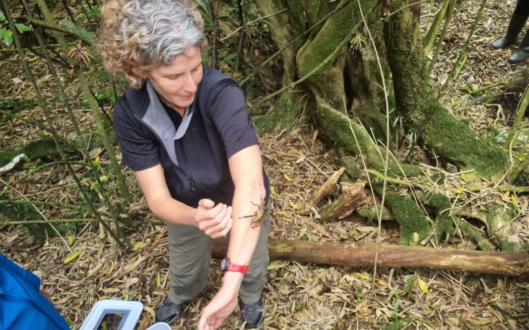 Mahoenui giant weta expert Corinne Watts was the designated weta handler at the release.