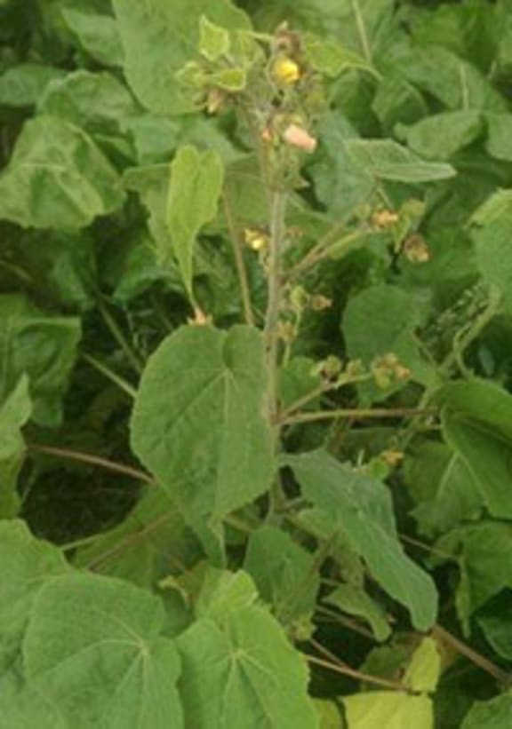 Velvetleaf found in Canterbury