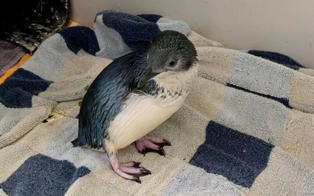 Katy, one of the little blue penguins who made the trip to live at the West Coast Penguin Encounter in Franz Josef