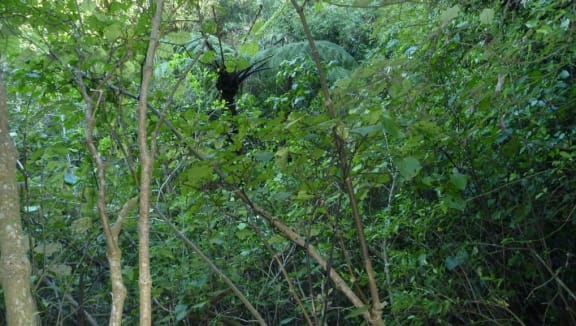 A lush Hiranui Scenic Reserve.