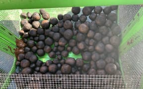 Recovered nodules