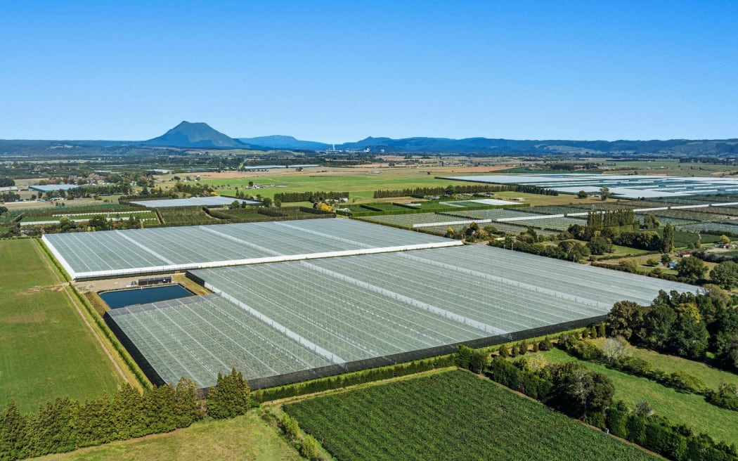 The Three Roads kiwifruit orchard in Edgecumbe near Whakatāne.