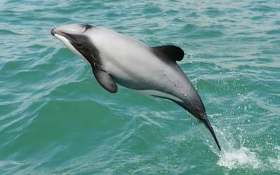 A Hector's dolphin at play.