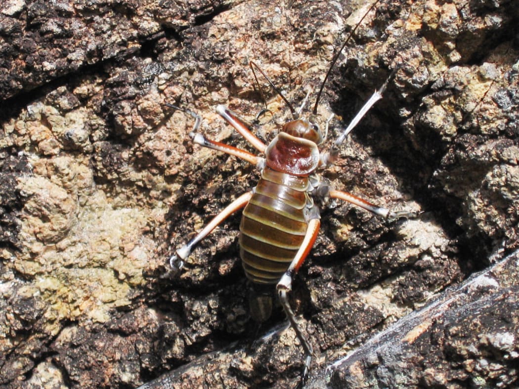The Bluff Weta