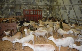 Sheep and goats being exported from Fiji to Tonga