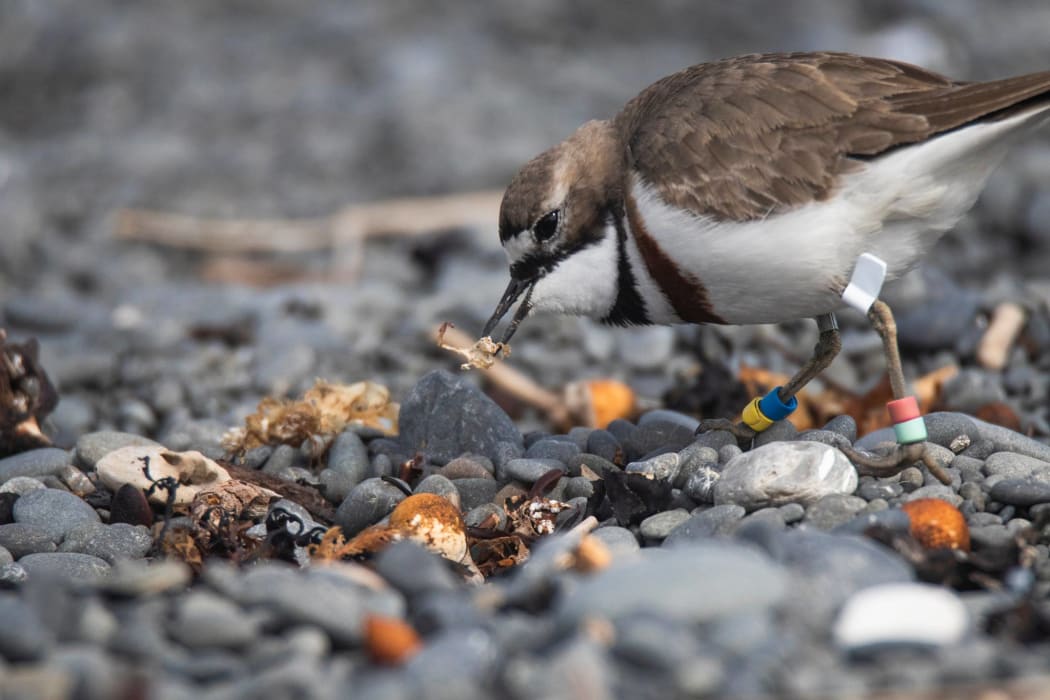 Building a nest