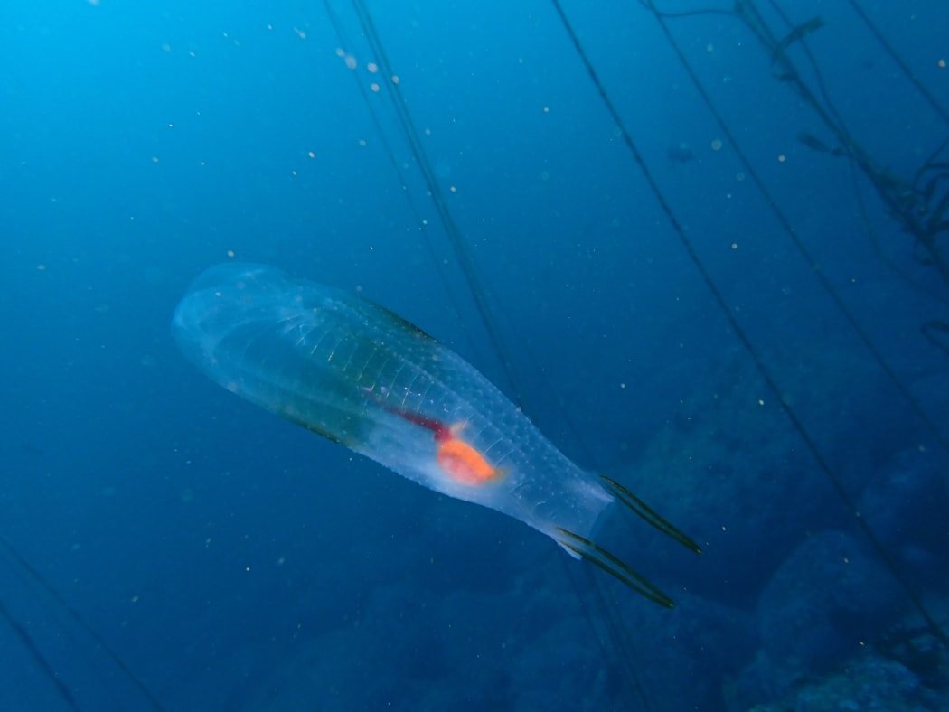 Twin-sailed Salp