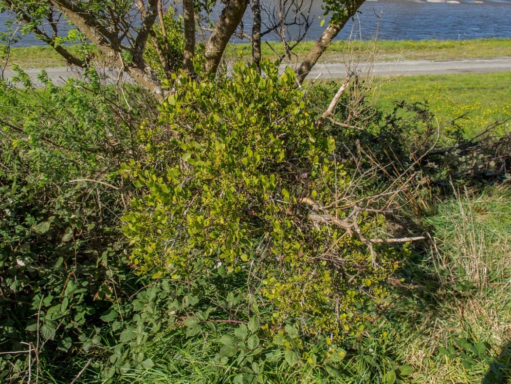 The host tree of this green mistletoe is dying, so botanists have collected seeds from it in the hope of establishing new plants in Wellington city.