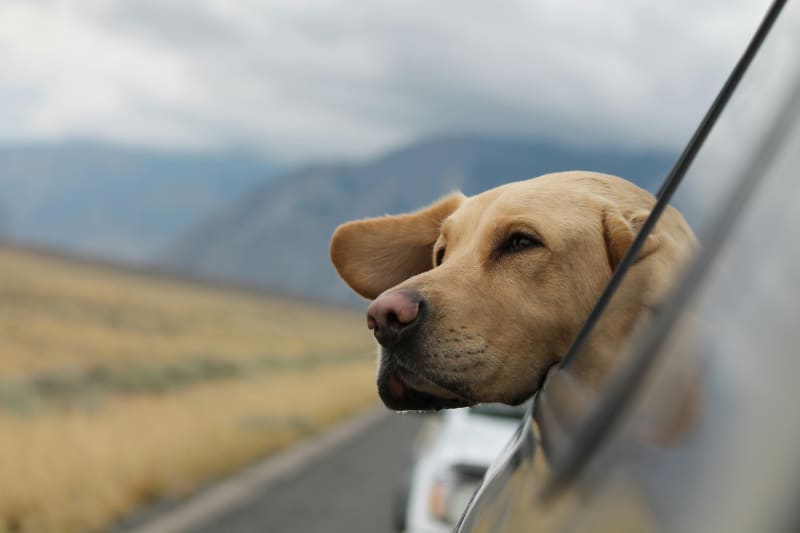 Dog travelling in car.