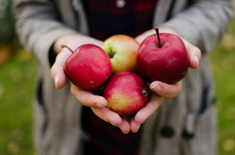 A person holds four shiny red and green apples in their cupped hands. They are wearing a grey cardigan and black t-shirt.