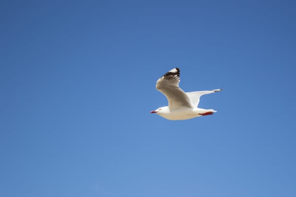 A seagull flies through the a blue sky at a Northland beach.