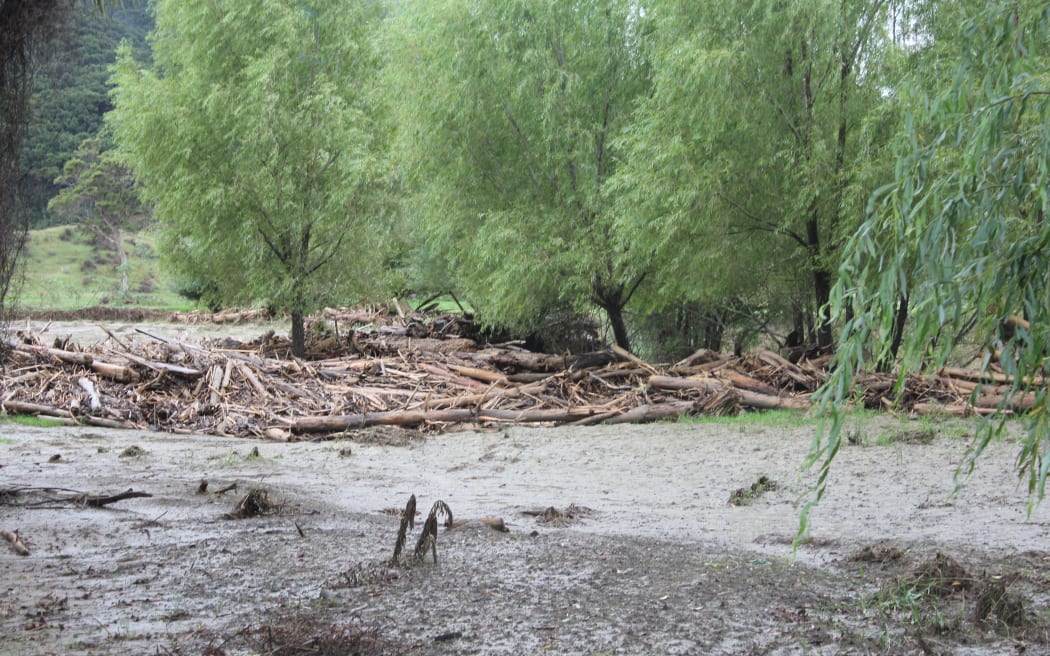 Forestry slash on a farm in Tolaga Bay