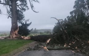 Trees down in the Clutha region after the bad weather.