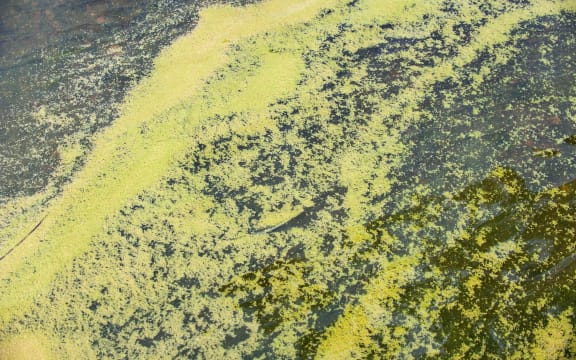 an Algal bloom. stock image.