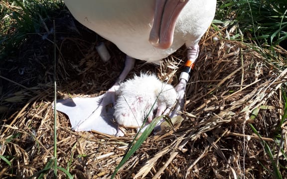 One of three new chicks hatched.