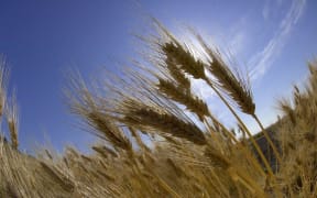 Wheat
