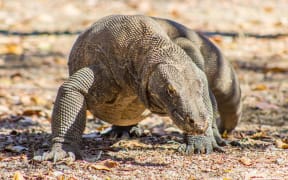 A Komodo dragon on Komodo Island.