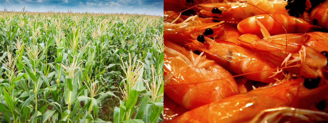 Byproducts from the corn and shrimp industries are the basis for a new edible food wrap.