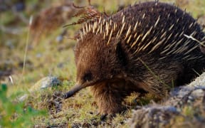 An echidna.