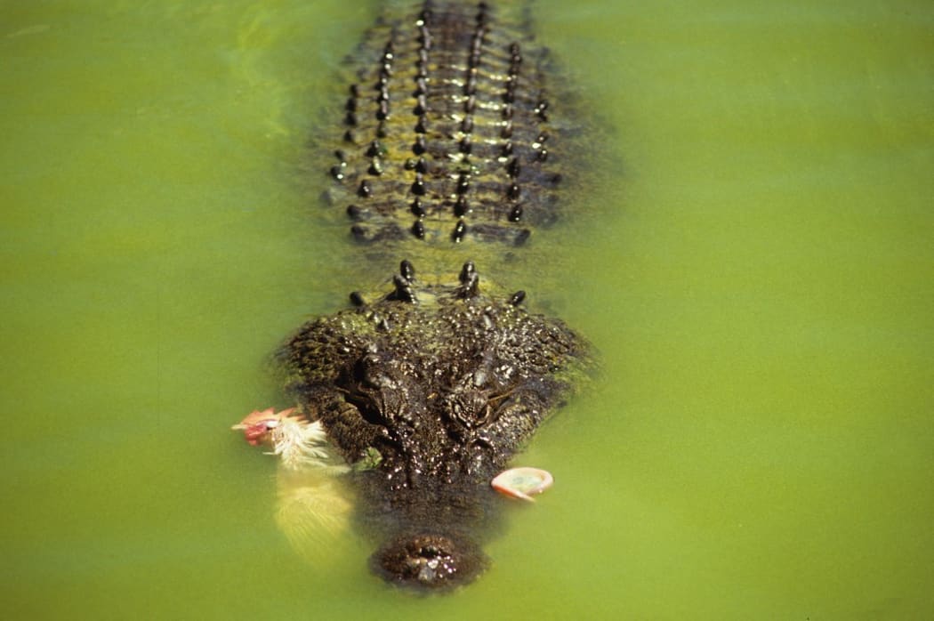 AUSTRALIA. CROCODILE.  LIVESTOCK FARM (Photo by STAN FAUTRE / ONLY WORLD / Only France via AFP)