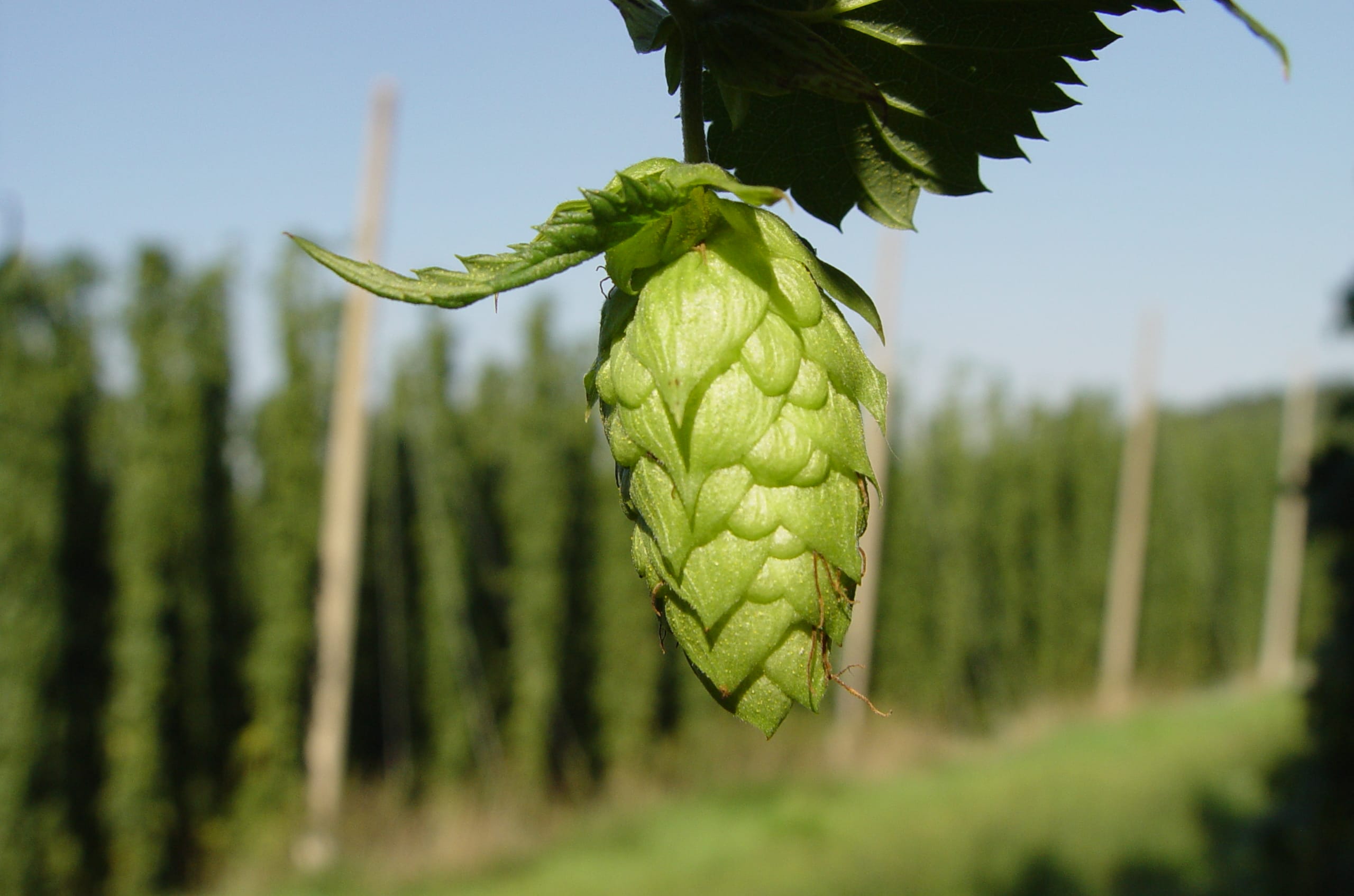 hops