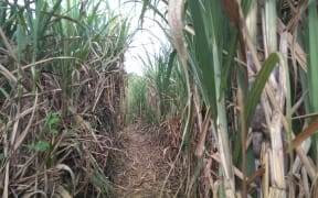 A sugar cane field in Fiji.