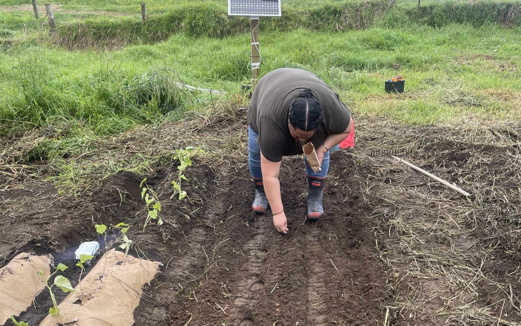 Plant and Food Research scientist Aleise Puketapu plants a peanut crop at Otamaroa.